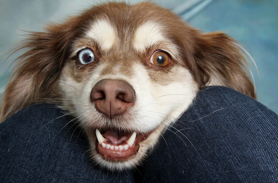 if you want your dog has good lifespan, follow these tips