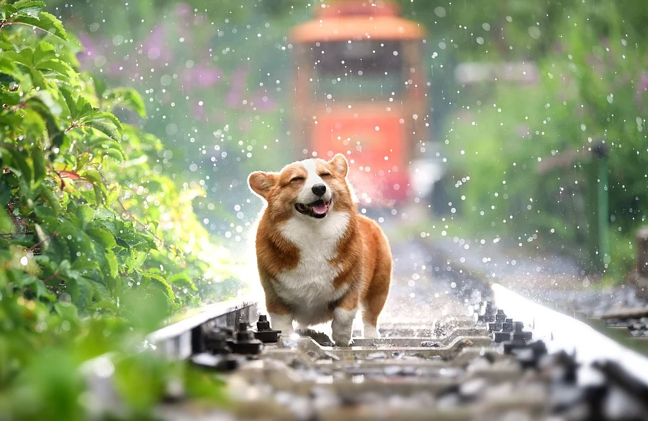 Your dog need a better lifespan